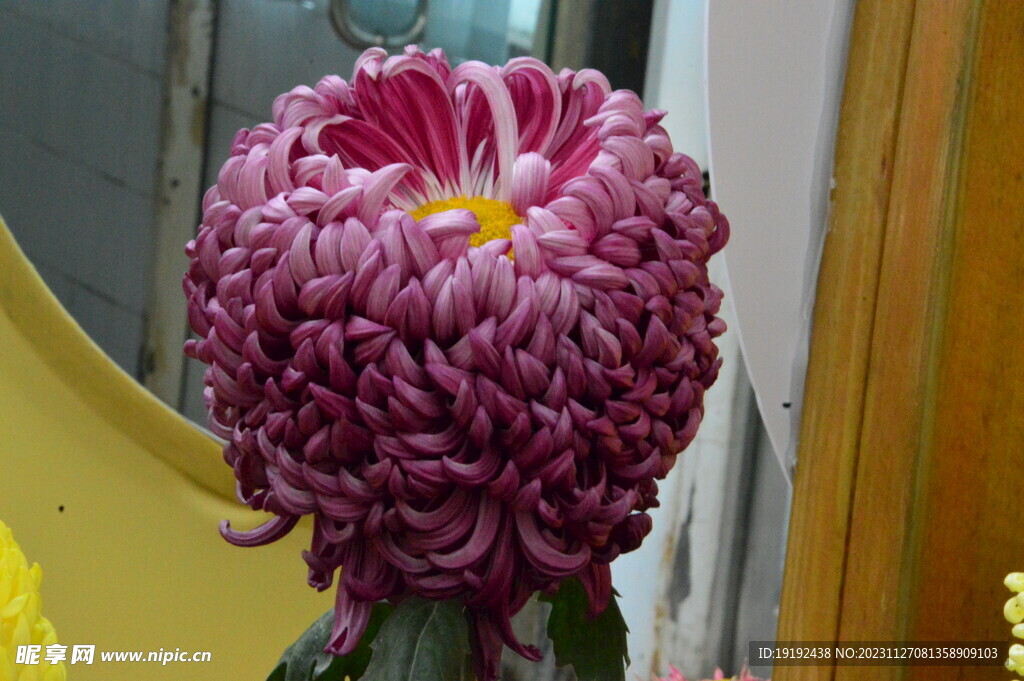 菊花 
