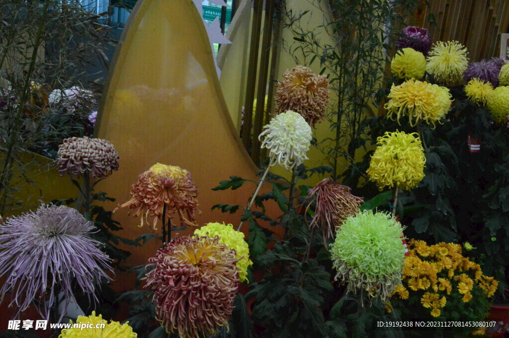 菊花