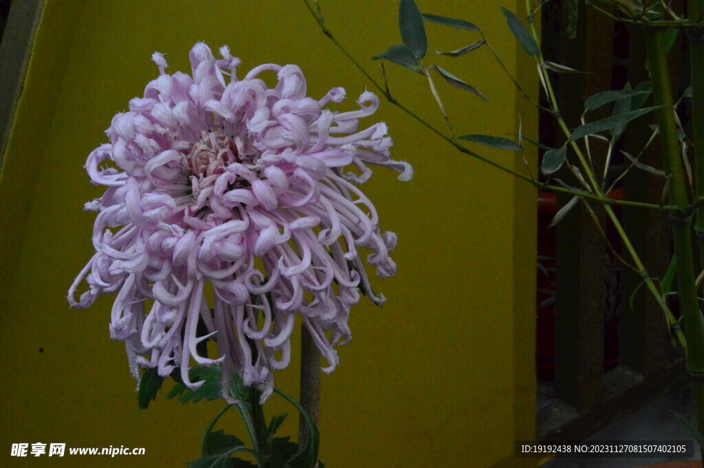 菊花