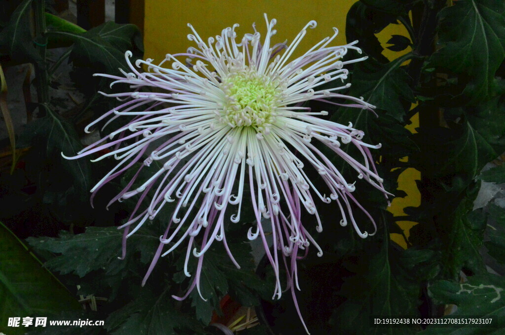 菊花  