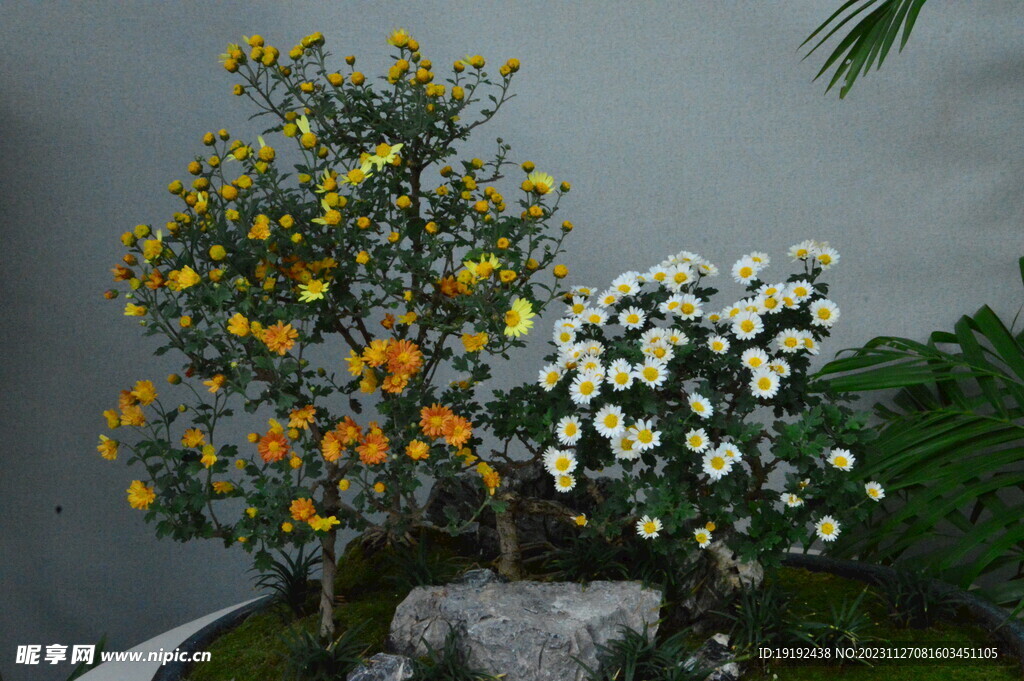 菊花 