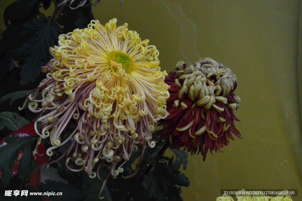 菊花