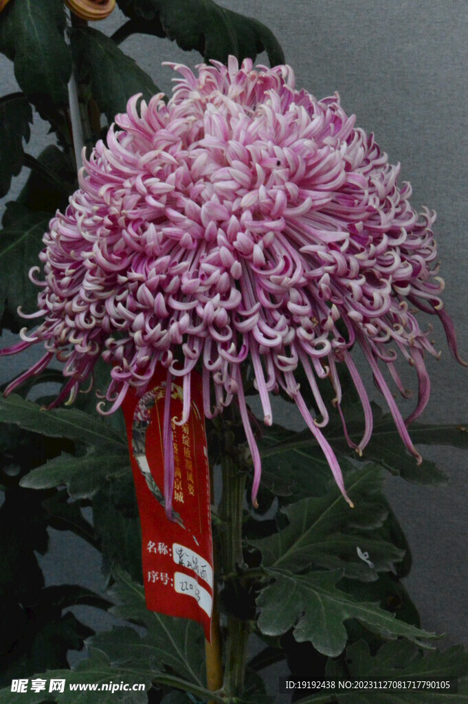 菊花 