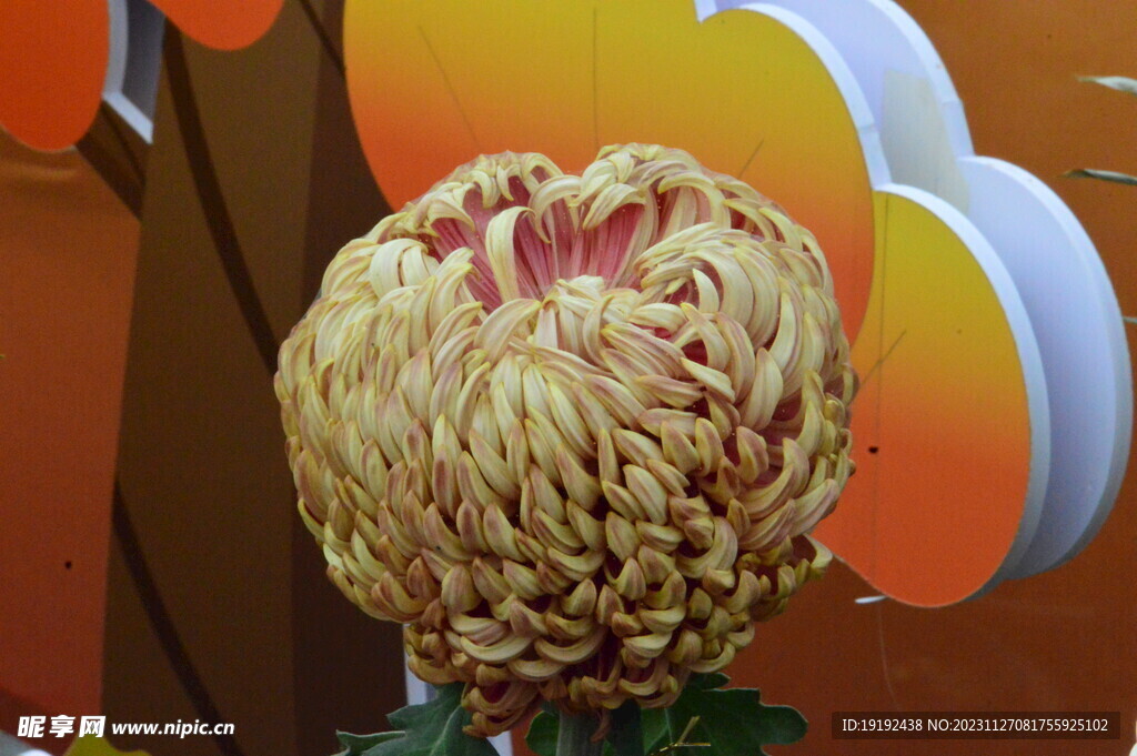 菊花  