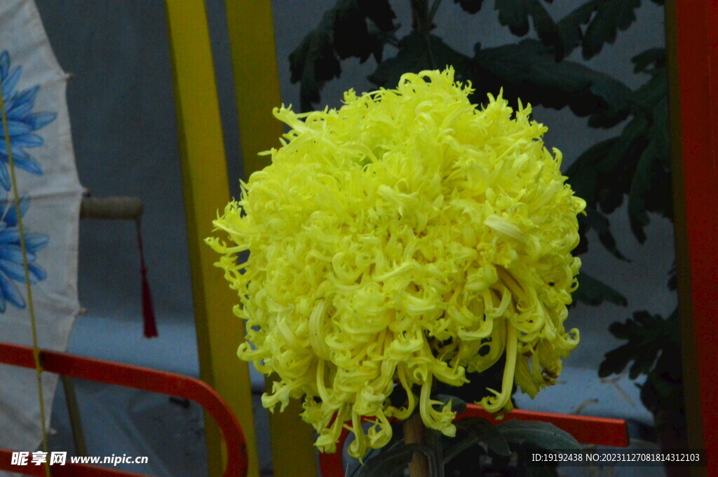 菊花