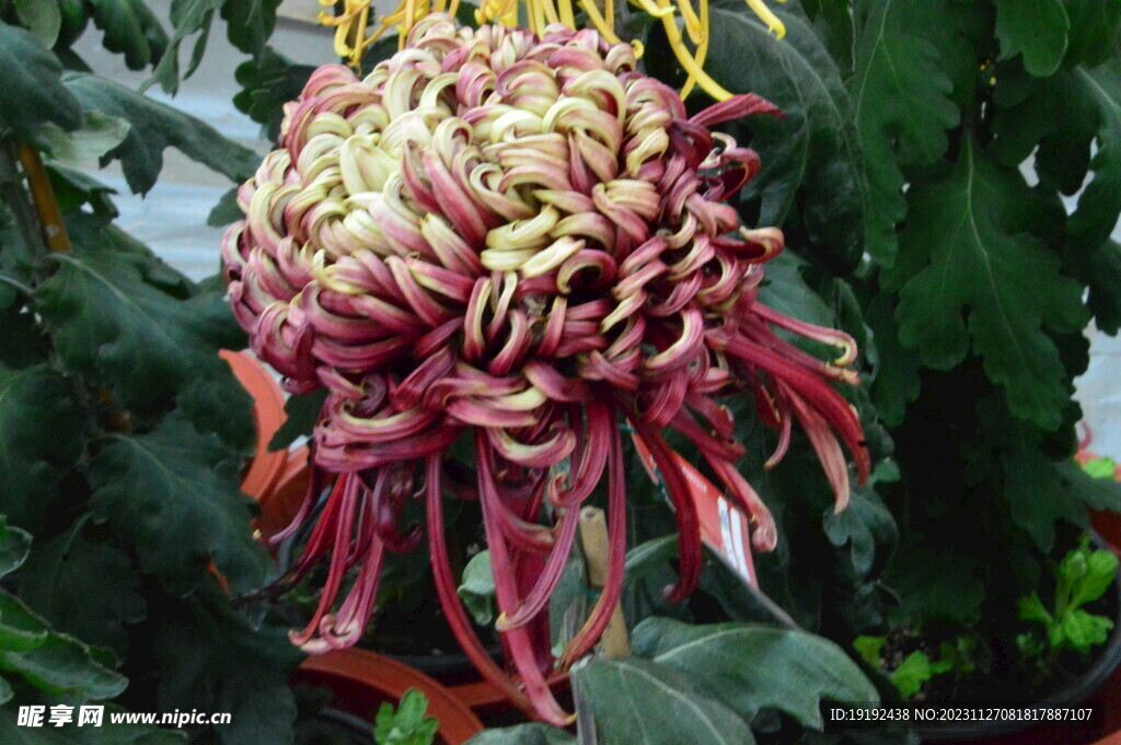 菊花