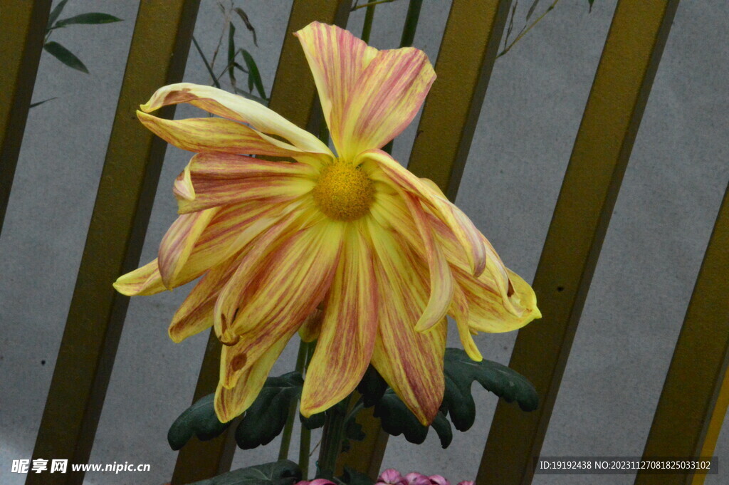 菊花 