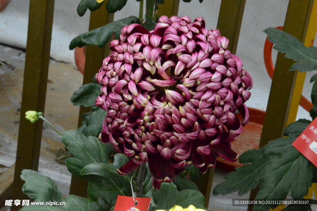 菊花