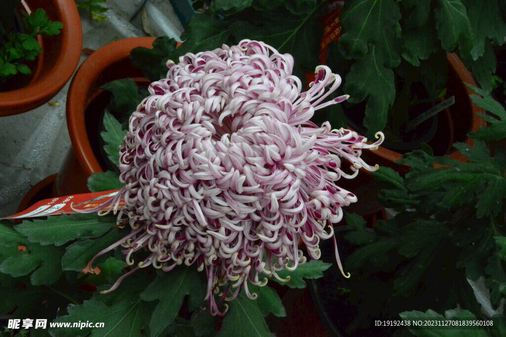 菊花