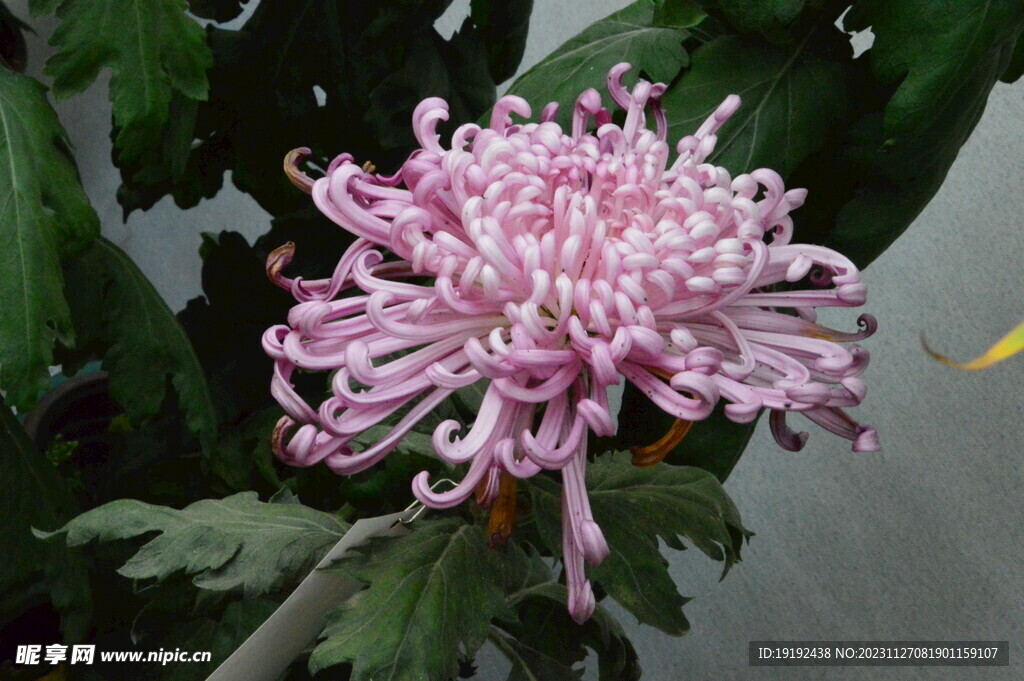 菊花