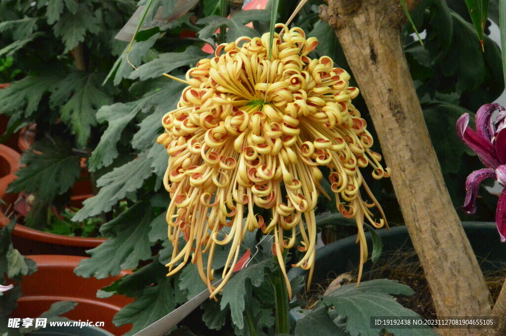 菊花 