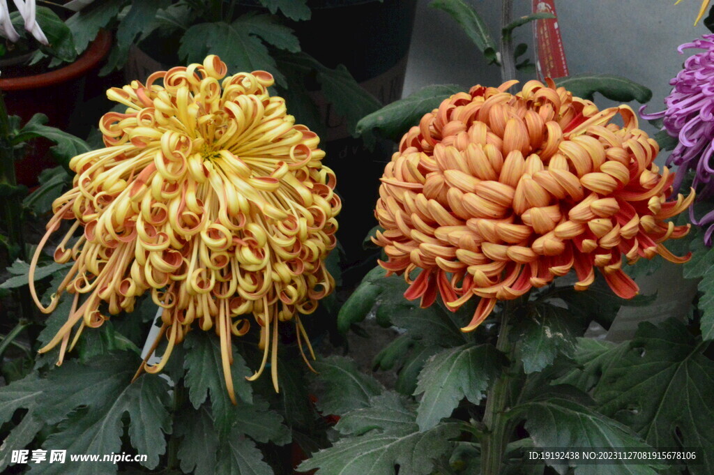 菊花 