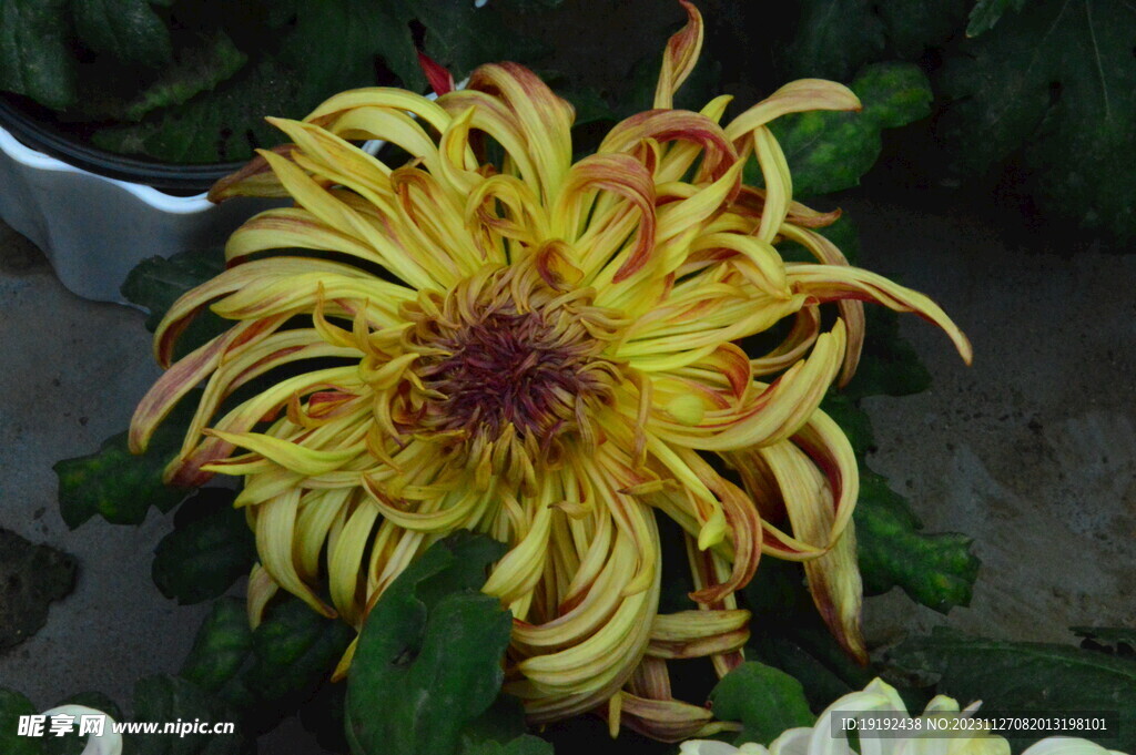 菊花