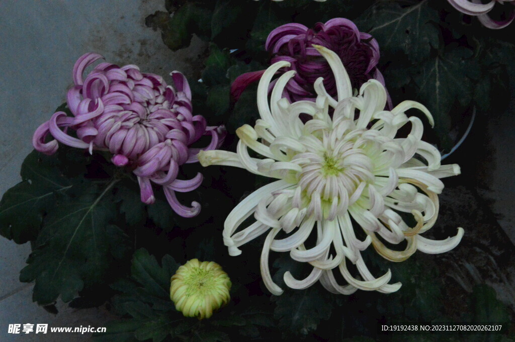 菊花 