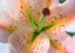 百合花