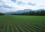 绿色原野