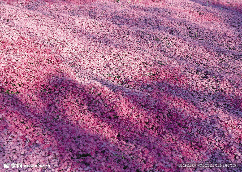 绿色原野