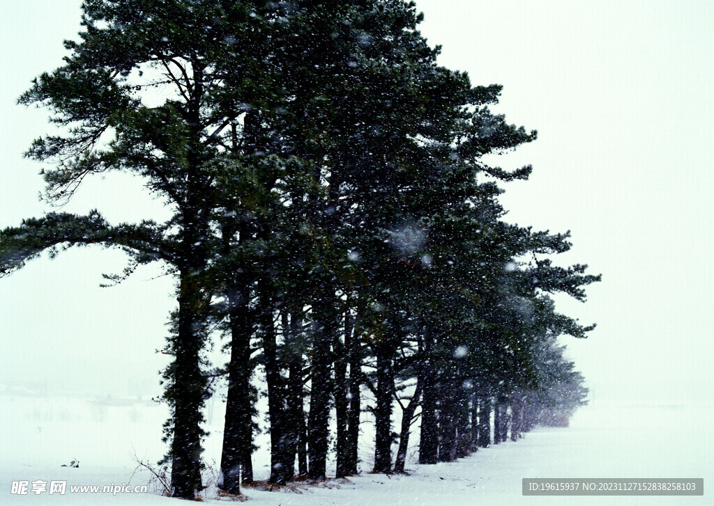 雪景