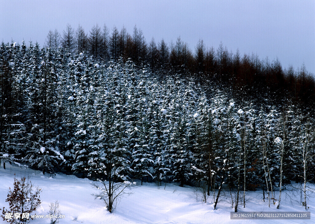 雪景