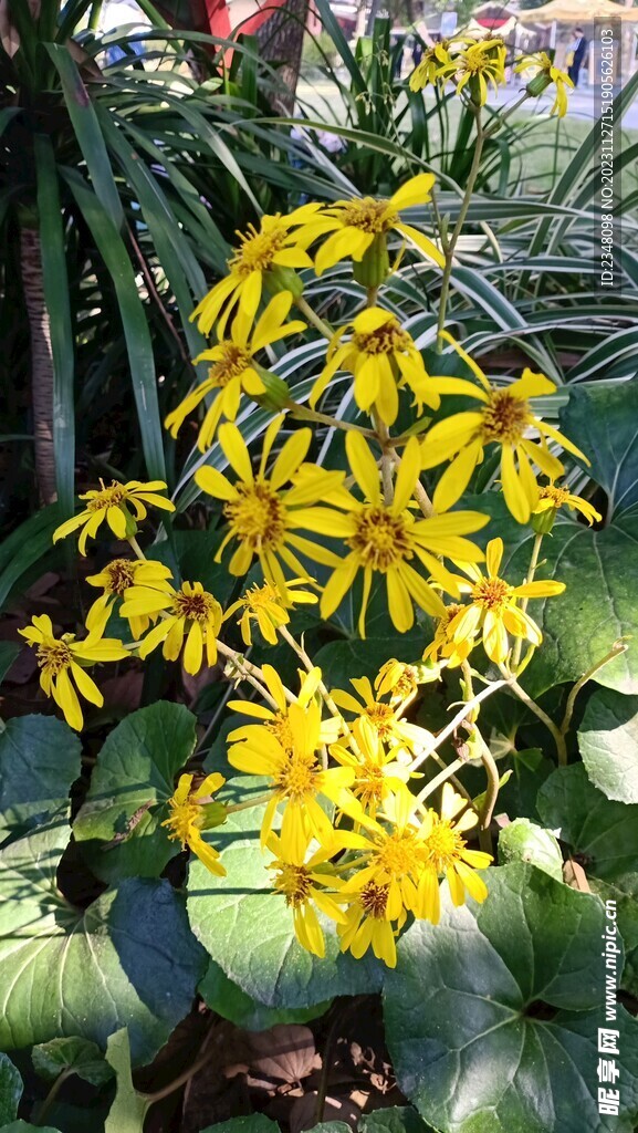 花朵    风景植物   