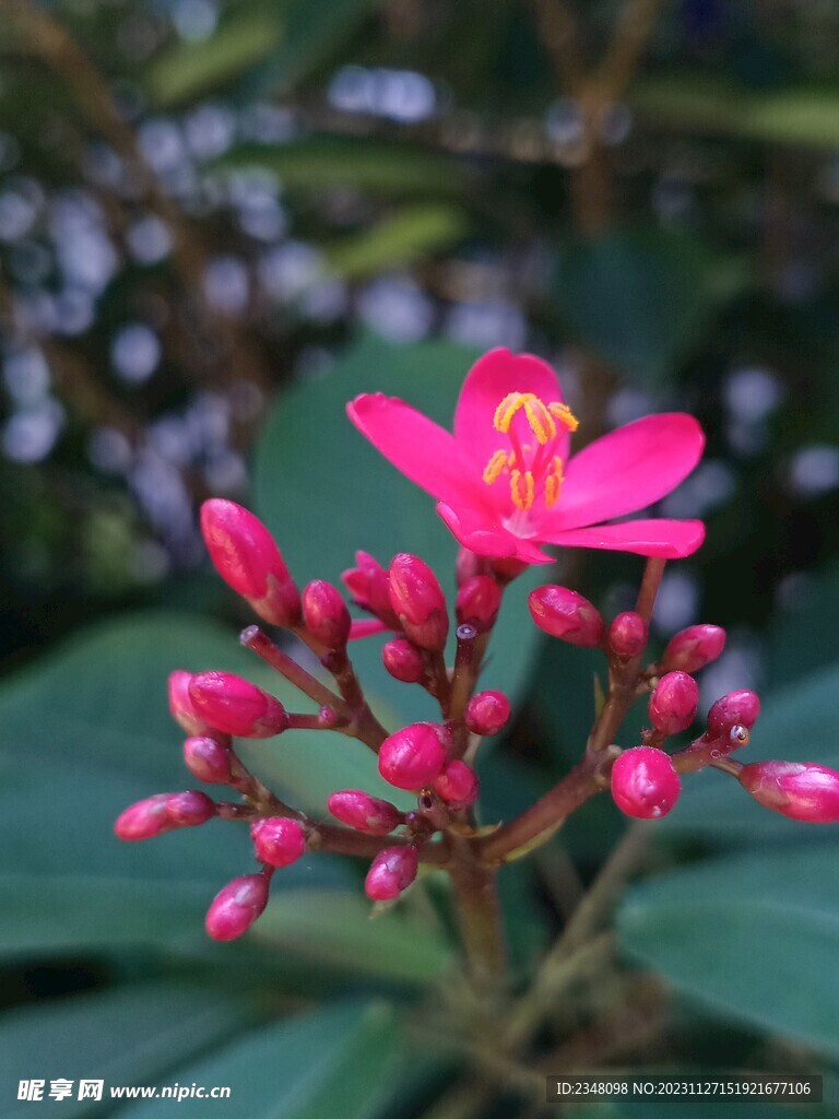 花朵