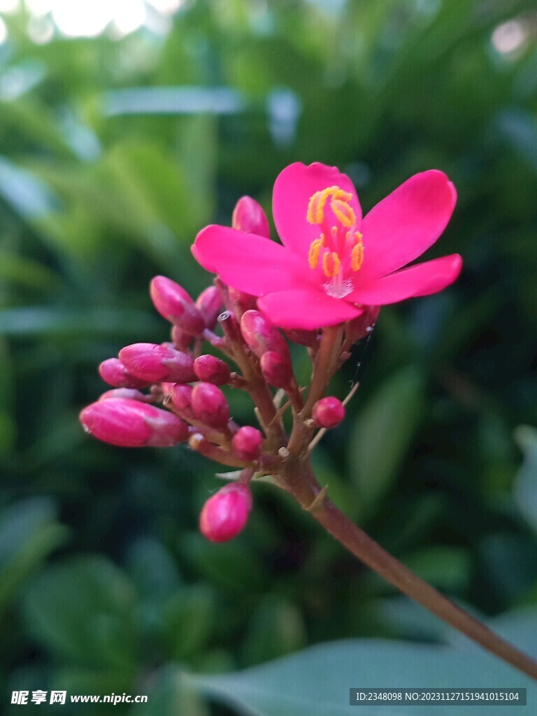 花朵