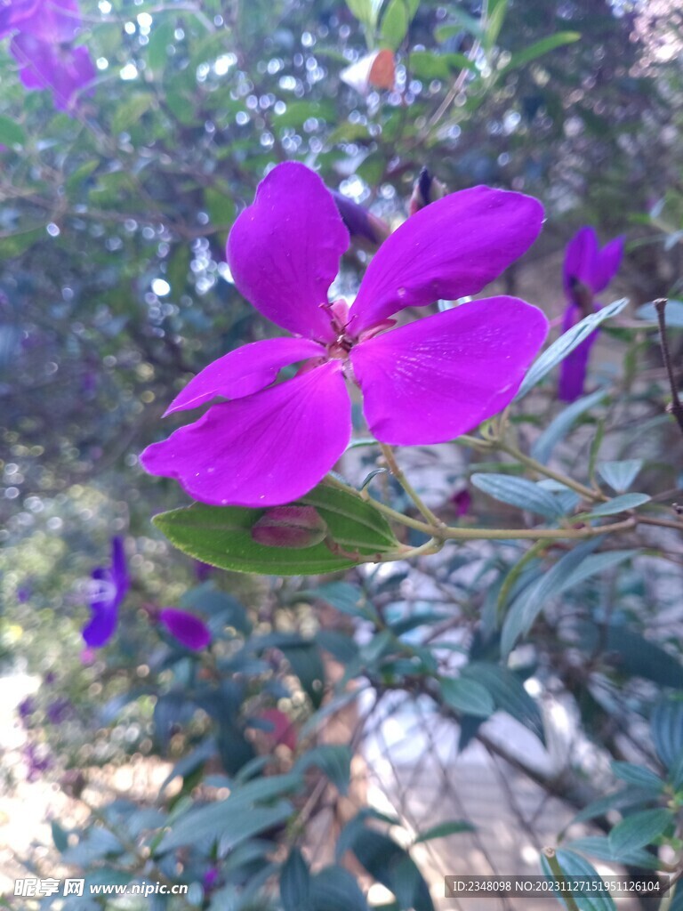 巴西野牡丹