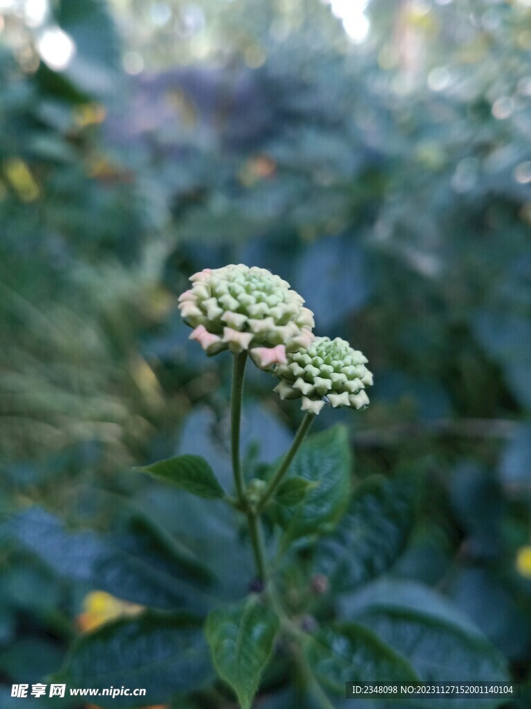 野薄荷-马缨丹