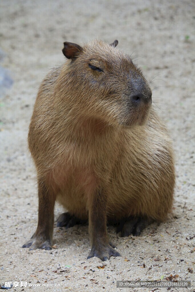 豚鼠
