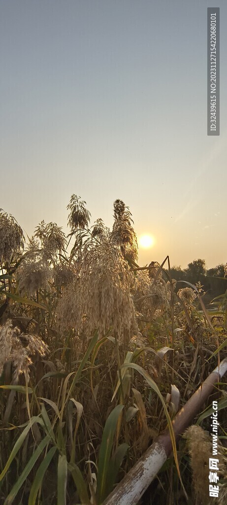 夕阳芦苇