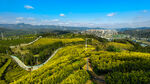 茶山
