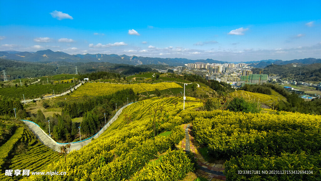 茶山