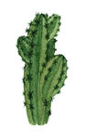 仙人掌