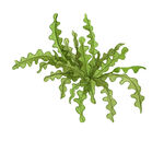 植物