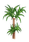 绿色植物