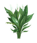 绿植盆栽
