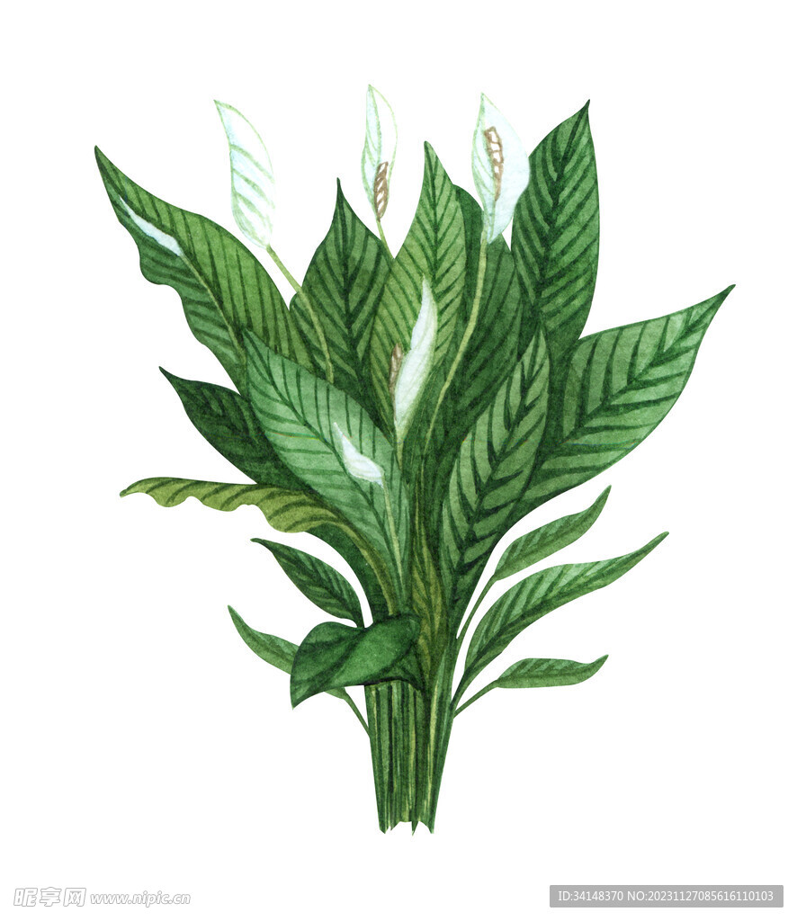 绿植盆栽