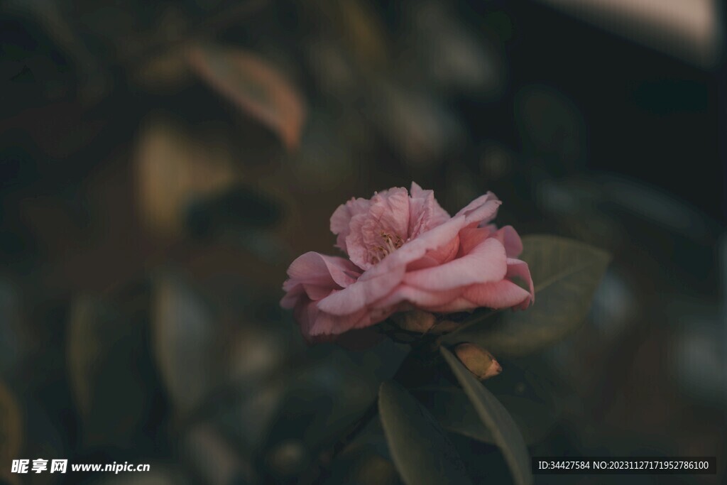 山茶花