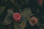 山茶花
