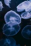 水母