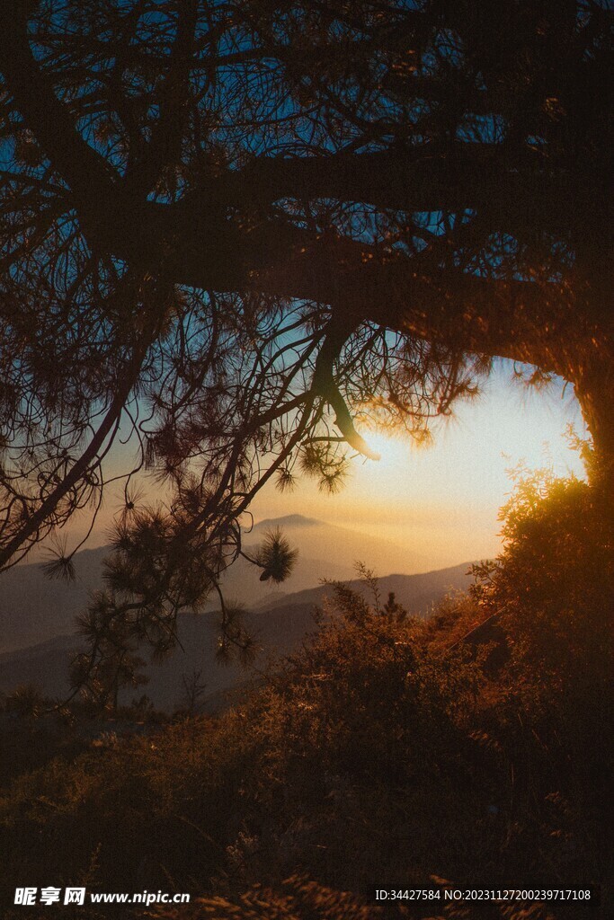 山上的松树风景