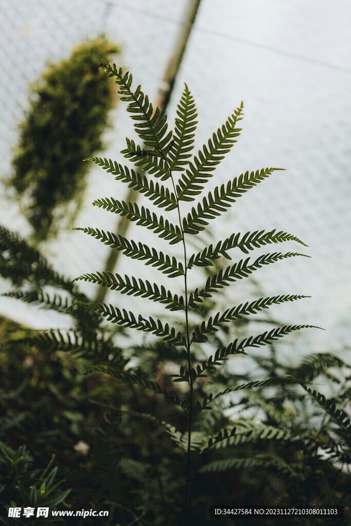 阙类植物叶子