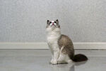 布偶猫 