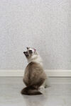 仙女猫 