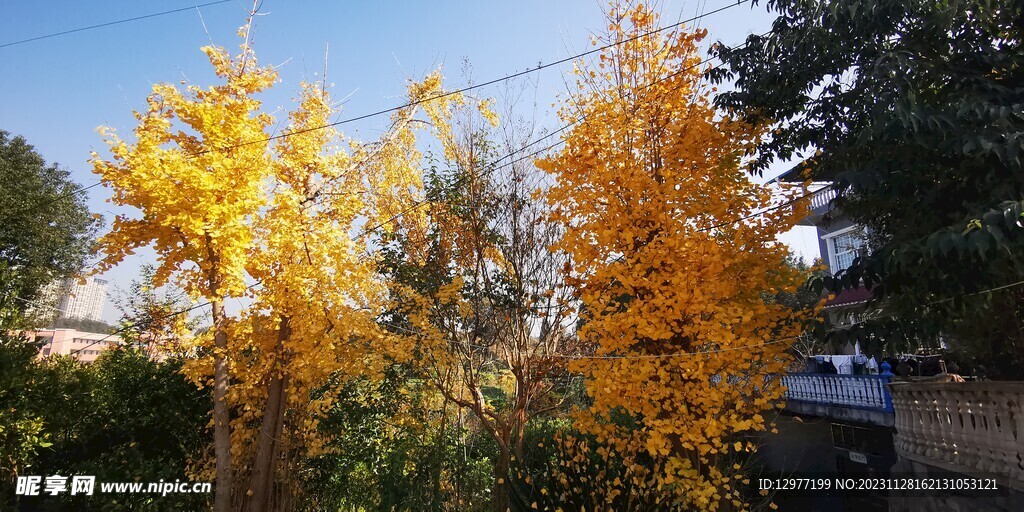 金黄色银杏树  扇子型树叶  