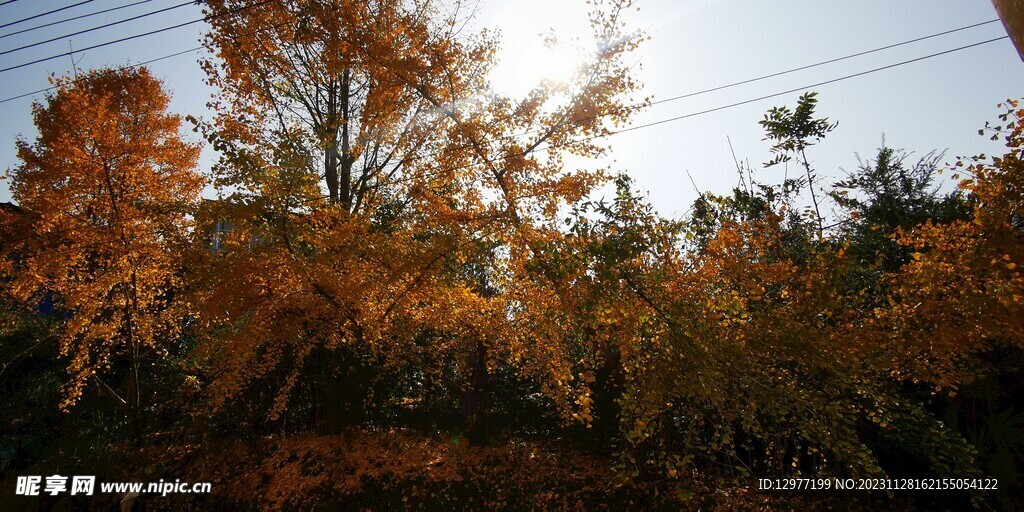 秋天黄色的树木