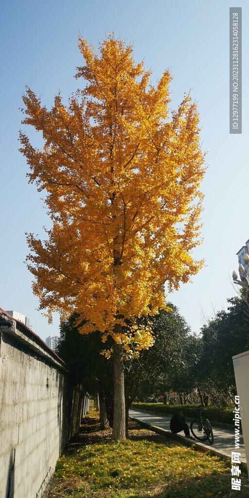 金黄色银杏树 