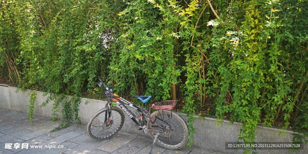 绿植墙边的单车
