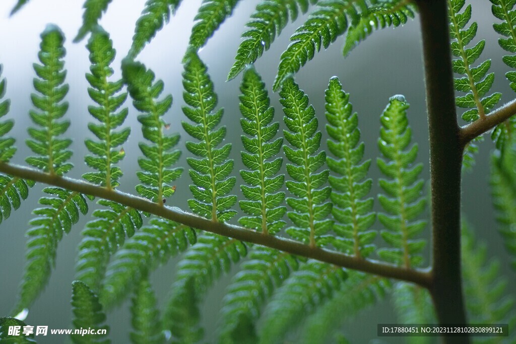 蕨类植物