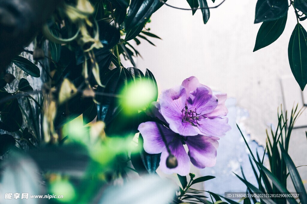 老鹳草